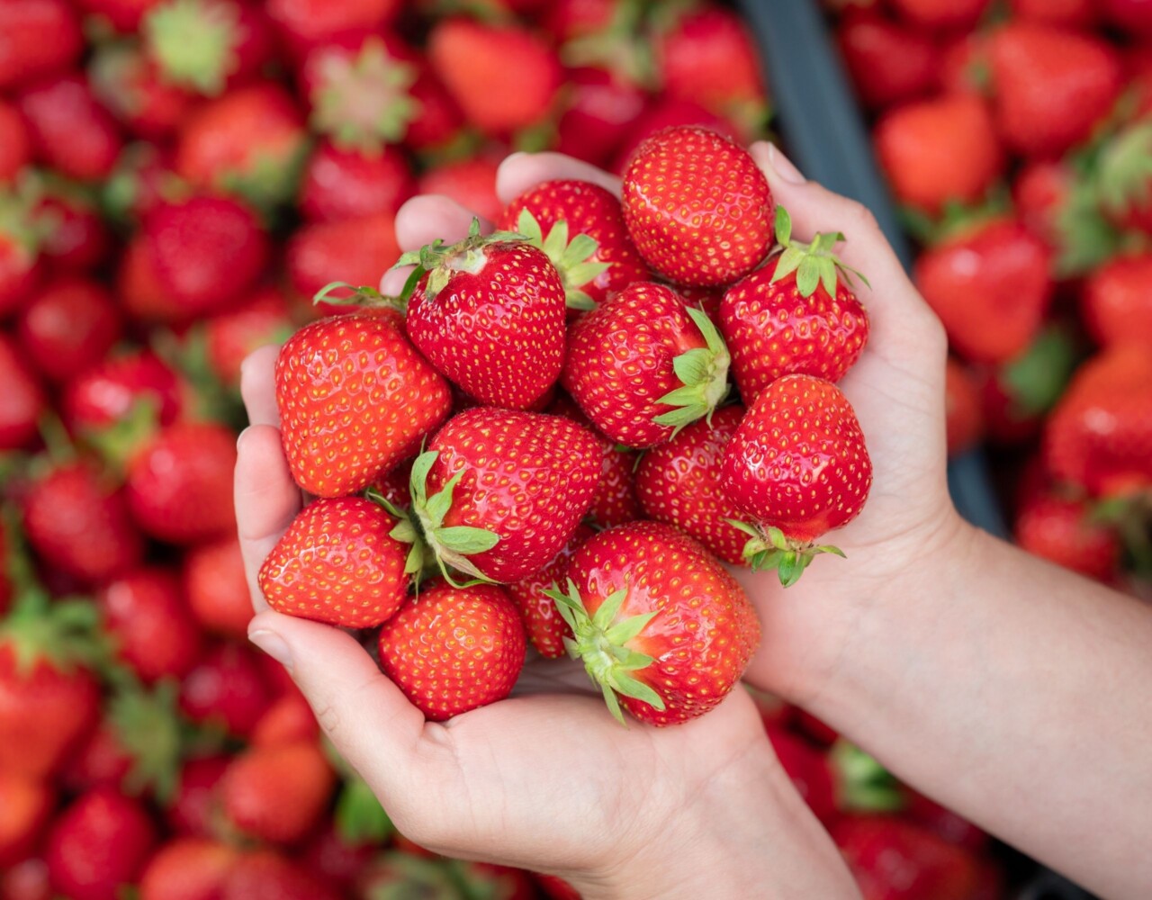 Jagode u prehrani beba